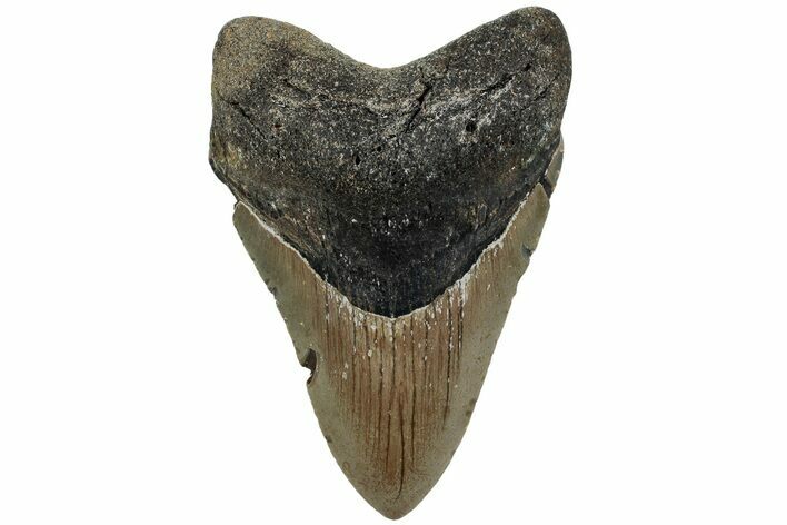 Fossil Megalodon Tooth - North Carolina #221891